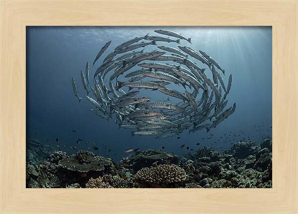 Barracuda School In Motion