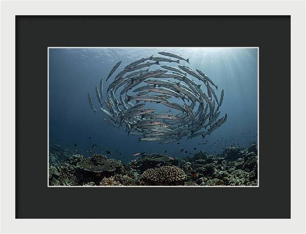 Barracuda School In Motion