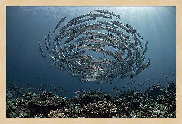 Barracuda School In Motion