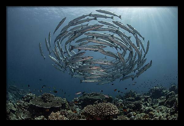 Barracuda School In Motion