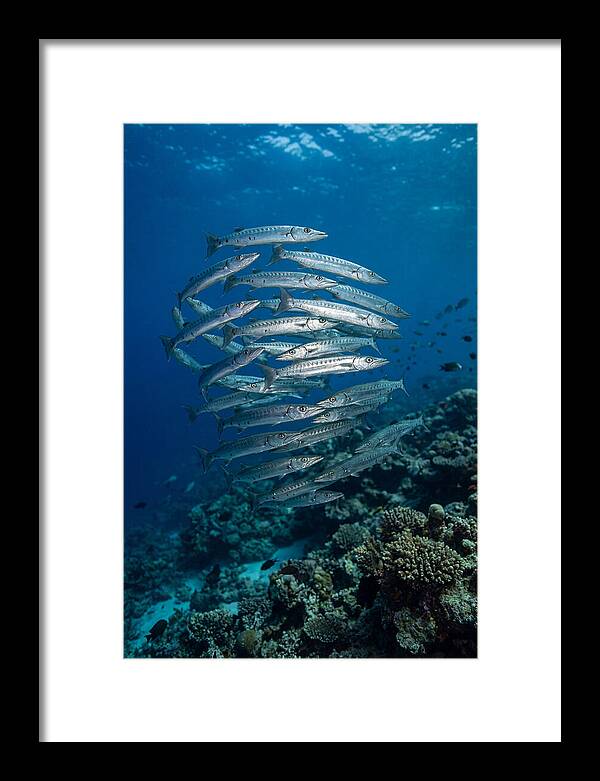 Barracuda School Underwater