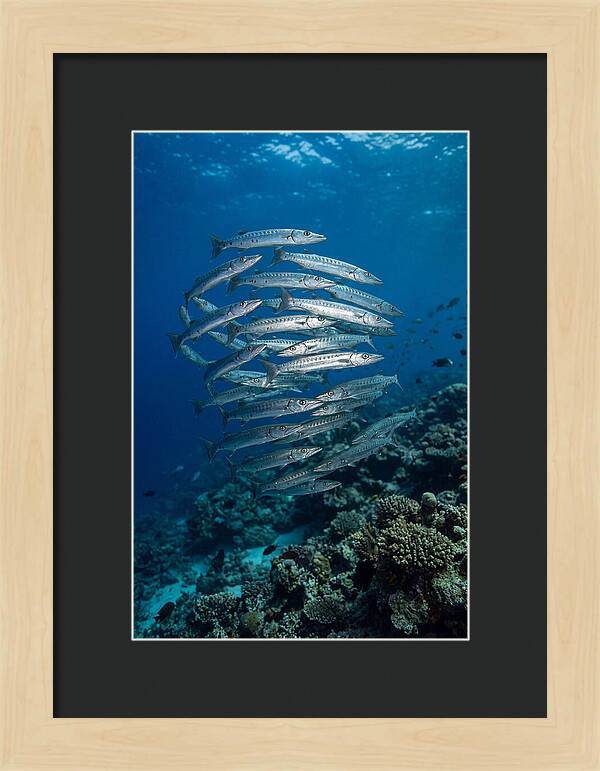 Barracuda School Underwater