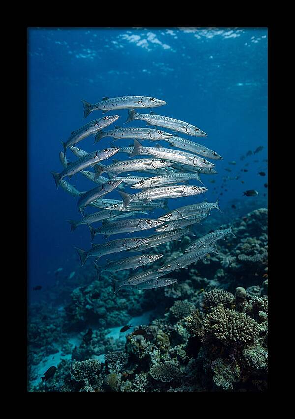 Barracuda School Underwater