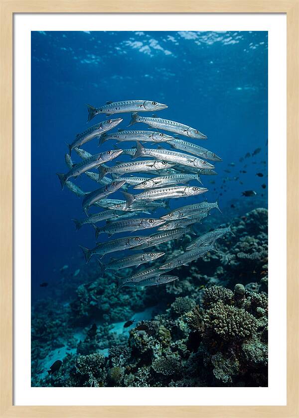 Barracuda School Underwater