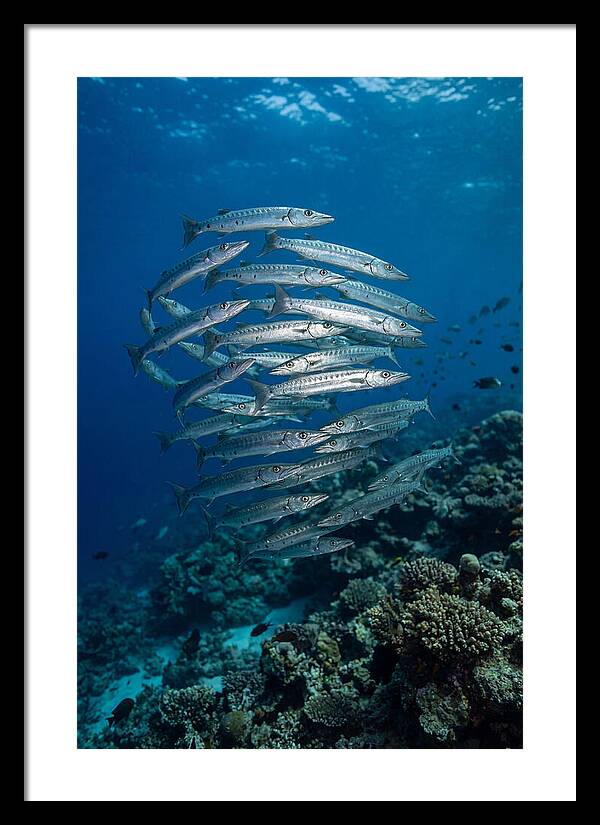 Barracuda School Underwater