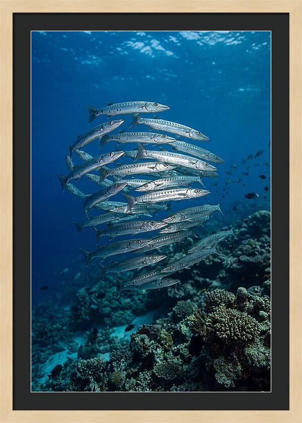 Barracuda School Underwater
