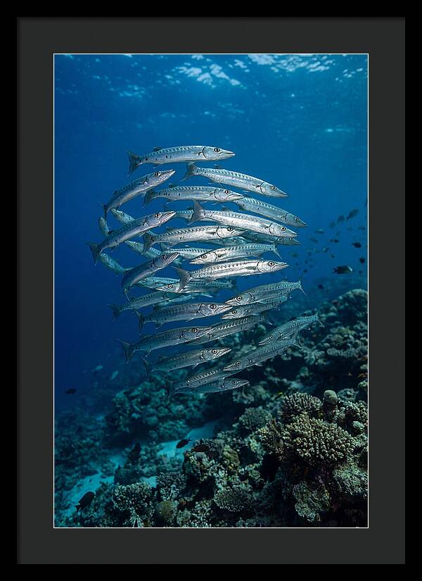 Barracuda School Underwater