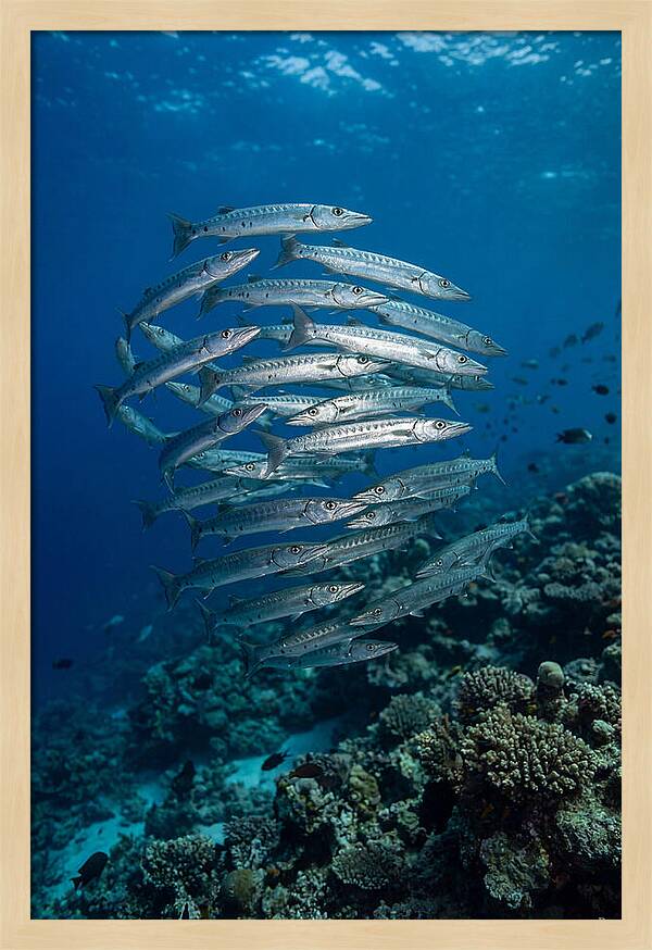 Barracuda School Underwater