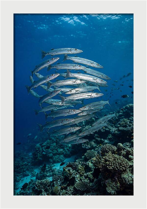Barracuda School Underwater