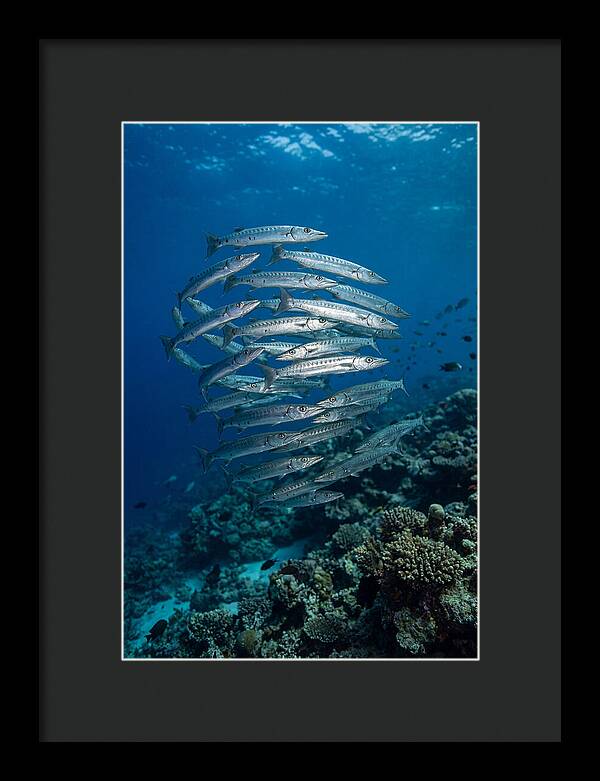 Barracuda School Underwater