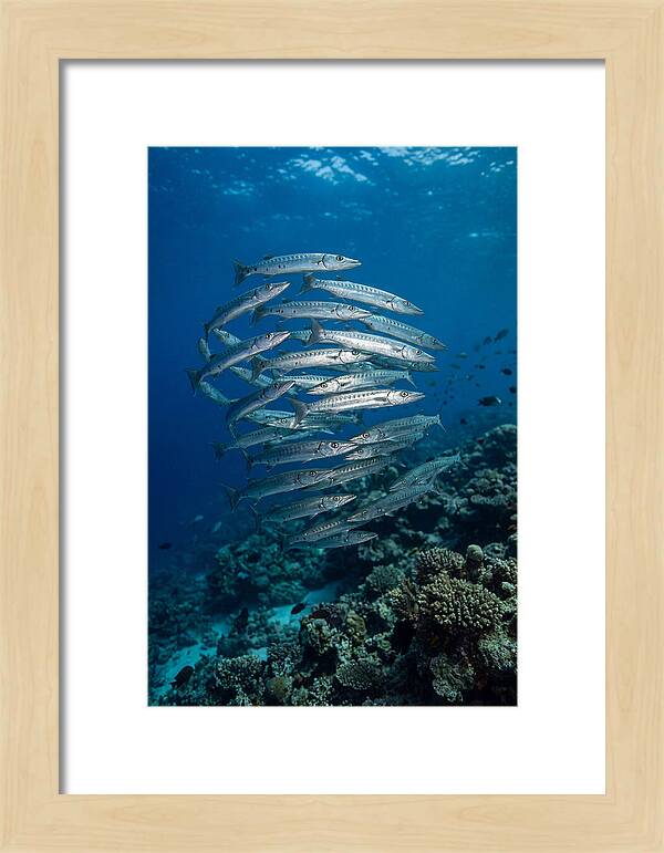 Barracuda School Underwater