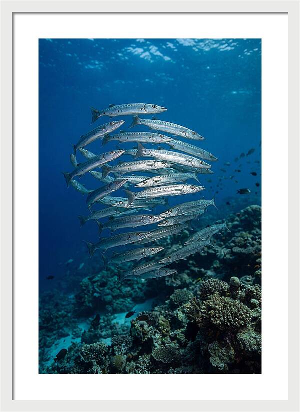 Barracuda School Underwater