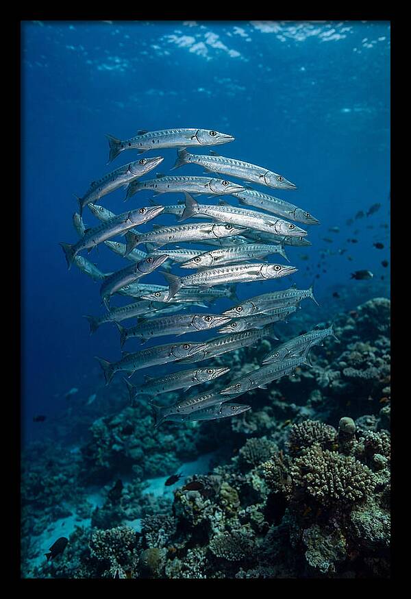 Barracuda School Underwater
