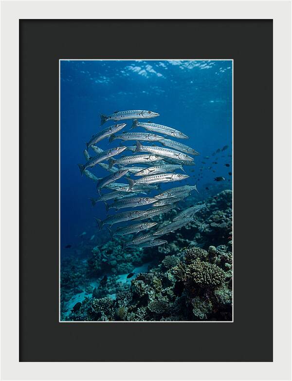 Barracuda School Underwater