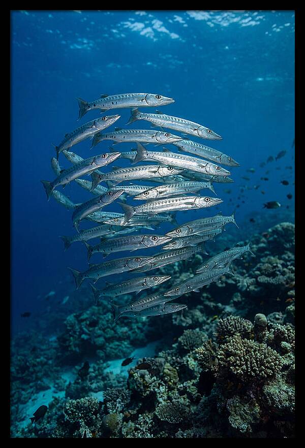 Barracuda School Underwater