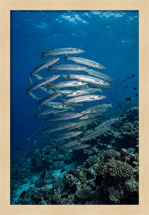 Barracuda School Underwater