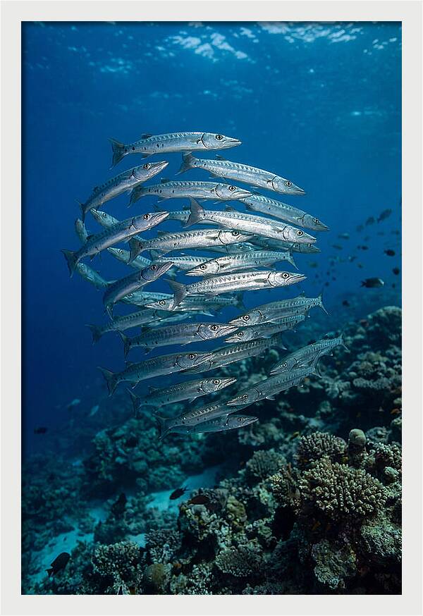 Barracuda School Underwater