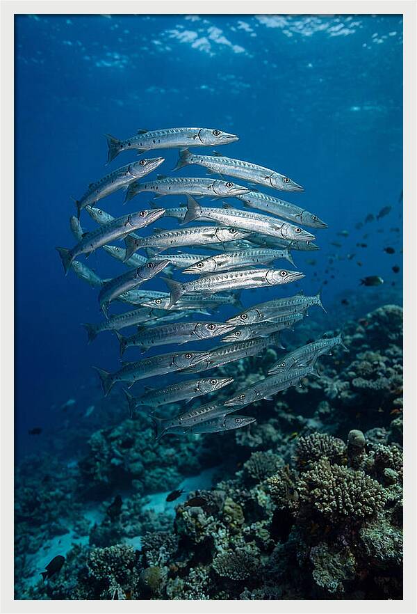Barracuda School Underwater
