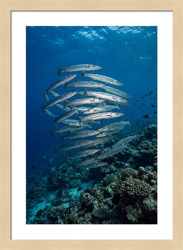 Barracuda School Underwater