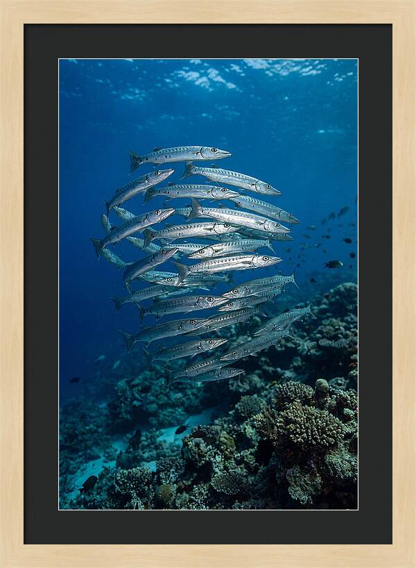 Barracuda School Underwater