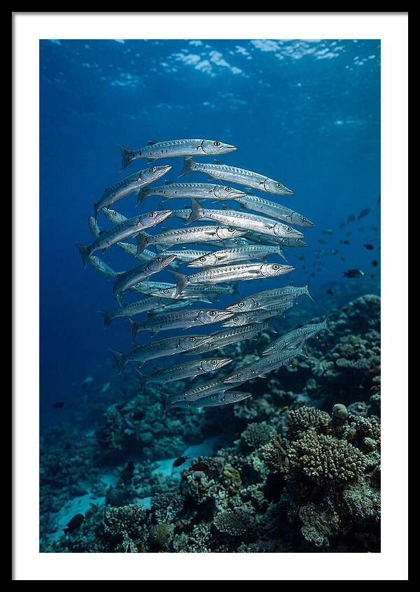 Barracuda School Underwater