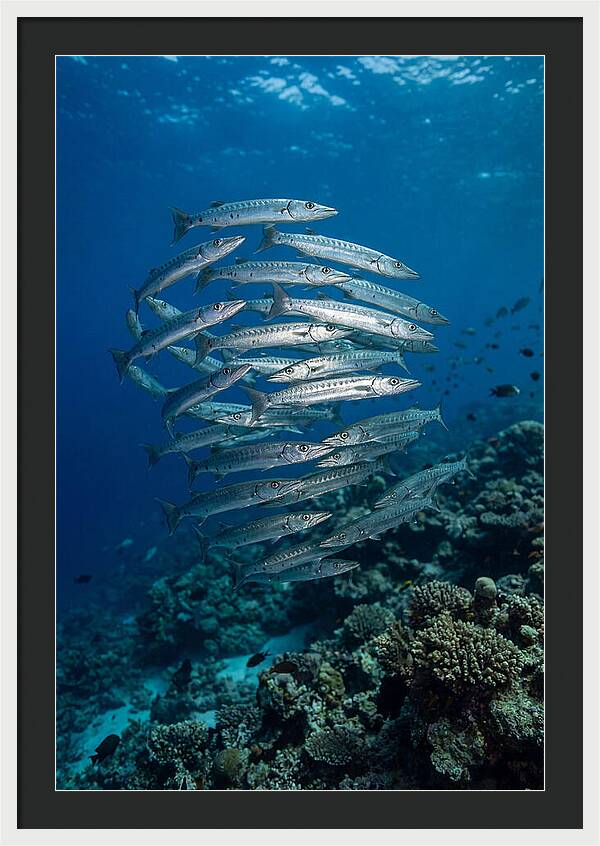 Barracuda School Underwater