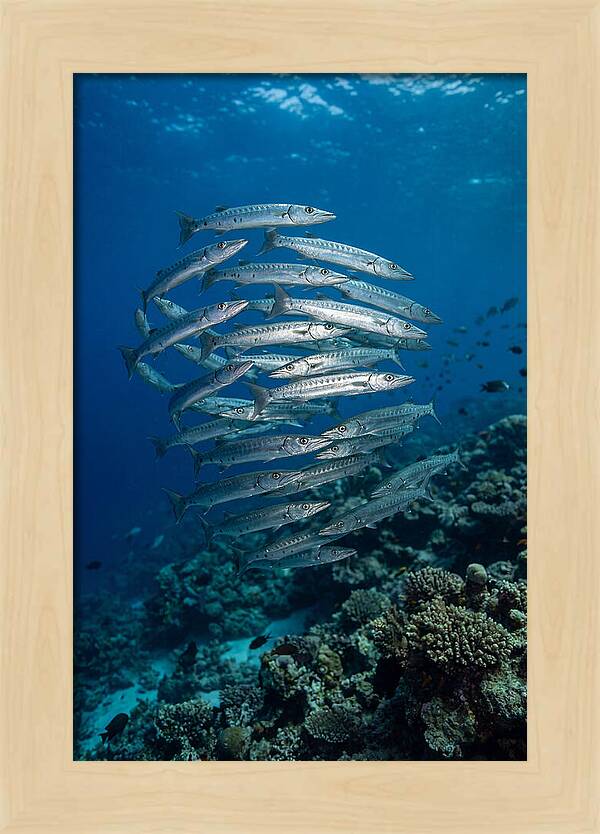 Barracuda School Underwater