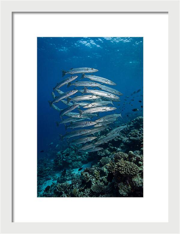 Barracuda School Underwater