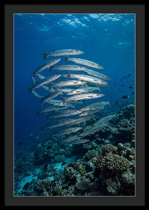 Barracuda School Underwater