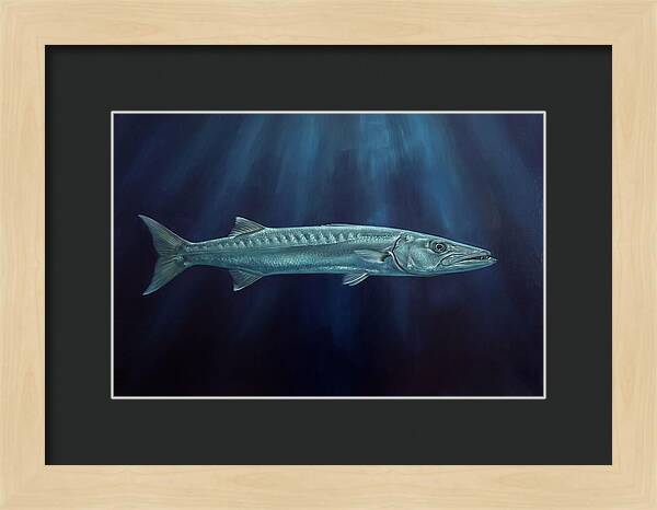 Barracuda Swimming In Depths