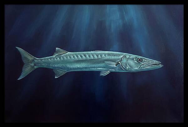 Barracuda Swimming In Depths