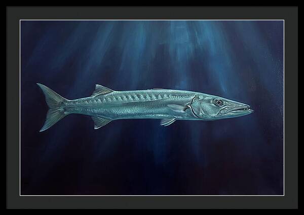 Barracuda Swimming In Depths