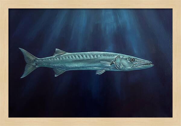 Barracuda Swimming In Depths