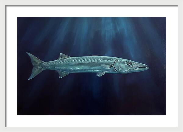 Barracuda Swimming In Depths