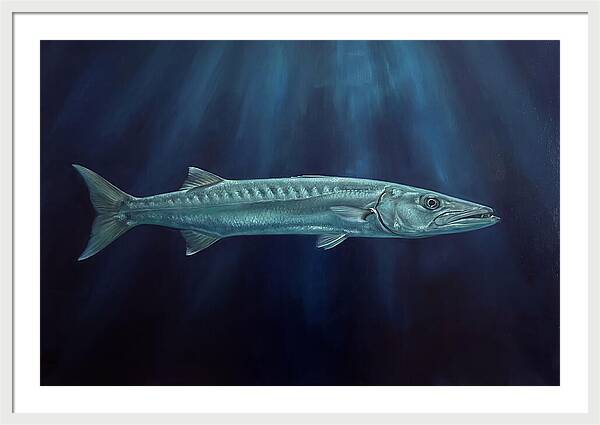 Barracuda Swimming In Depths