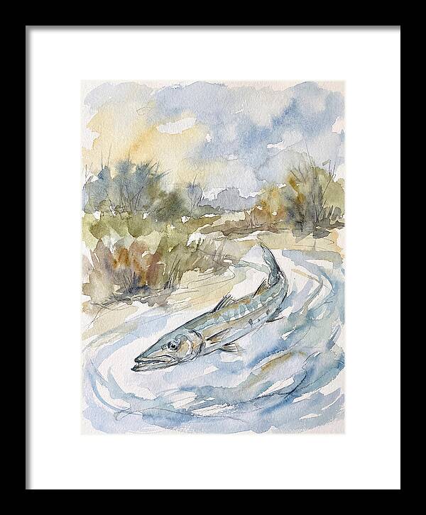 Barracuda Swimming In Serenity