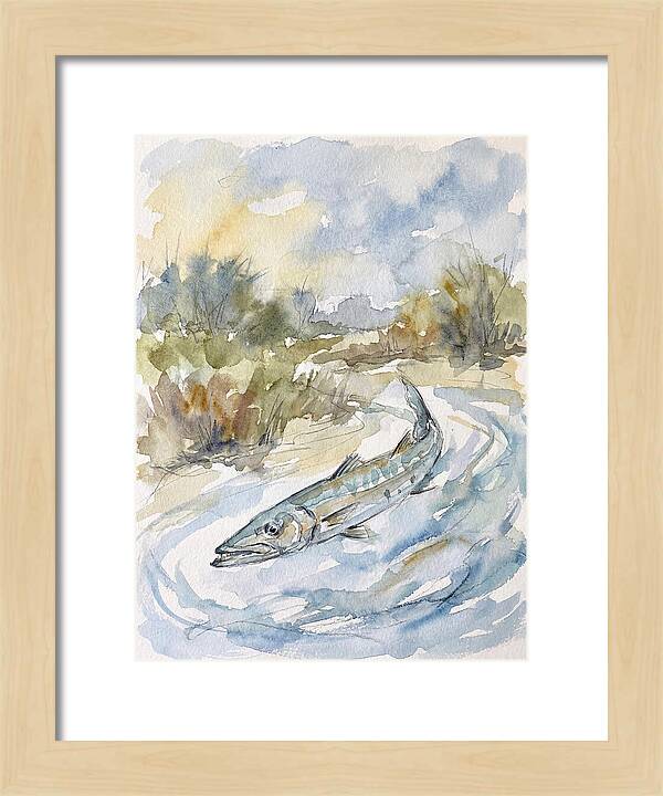 Barracuda Swimming In Serenity