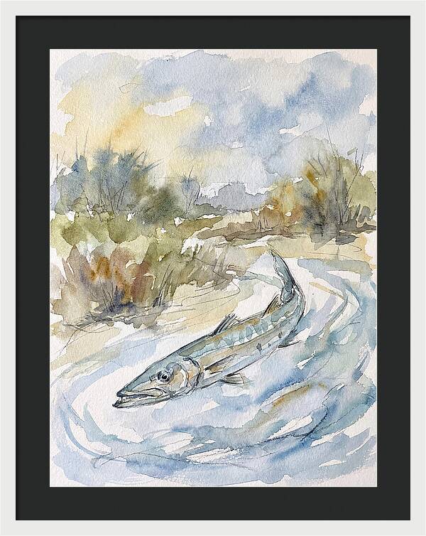 Barracuda Swimming In Serenity