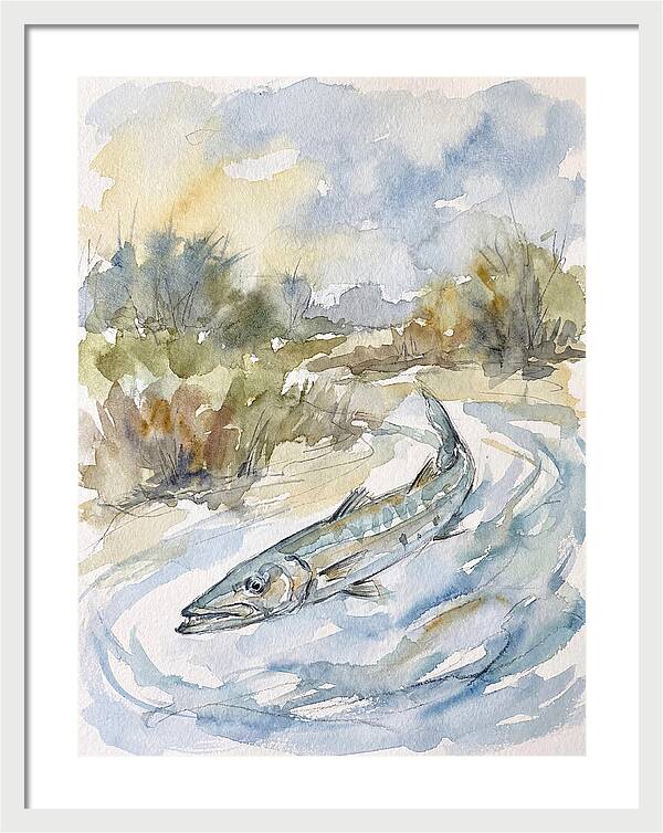 Barracuda Swimming In Serenity