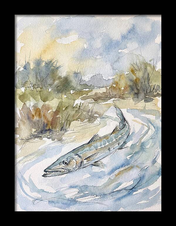 Barracuda Swimming In Serenity