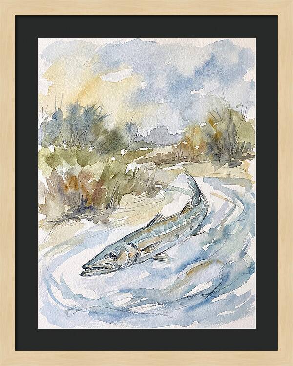 Barracuda Swimming In Serenity