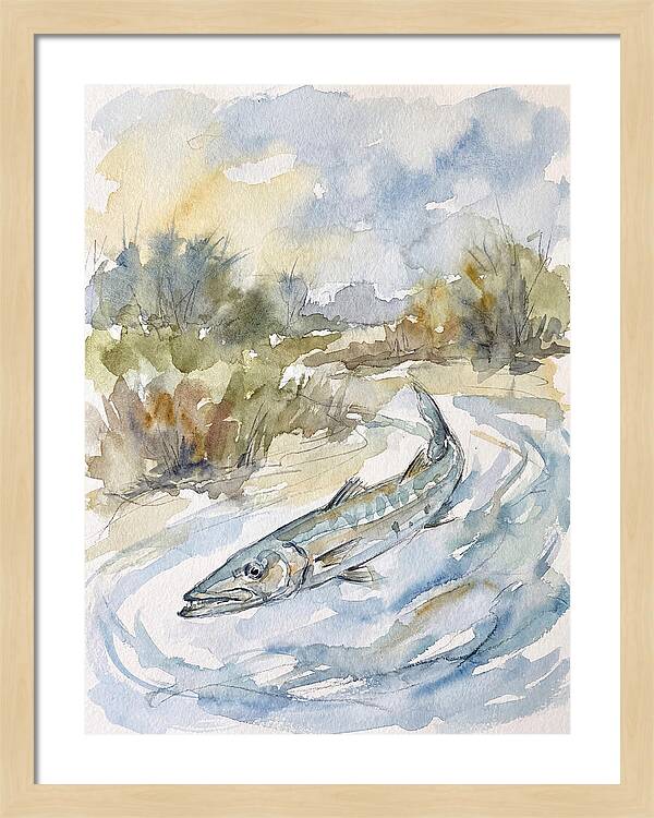 Barracuda Swimming In Serenity