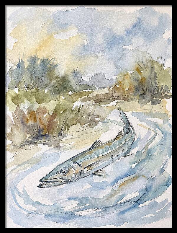 Barracuda Swimming In Serenity