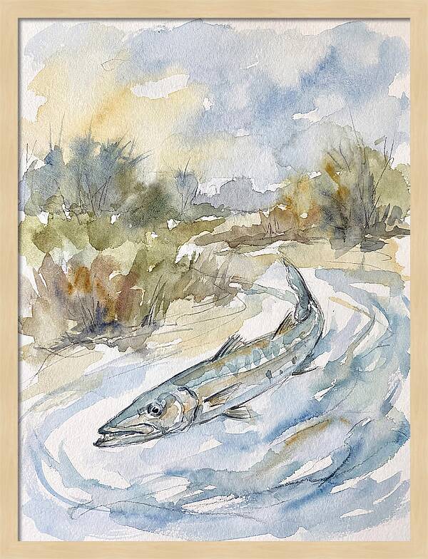 Barracuda Swimming In Serenity