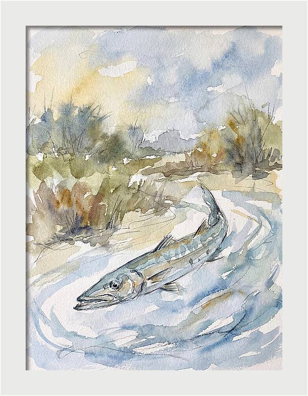 Barracuda Swimming In Serenity