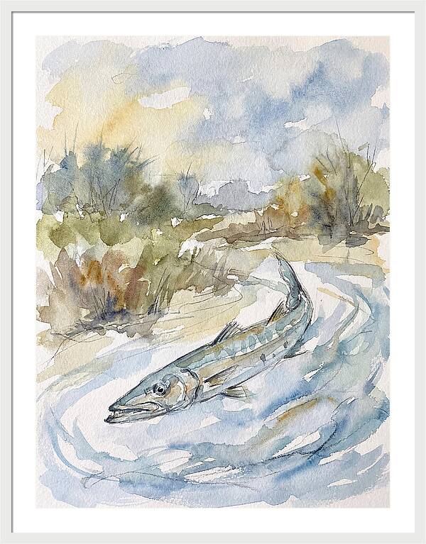 Barracuda Swimming In Serenity