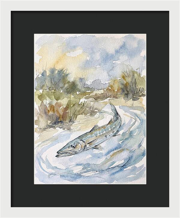 Barracuda Swimming In Serenity