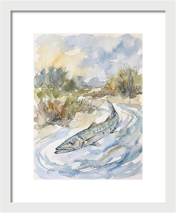 Barracuda Swimming In Serenity