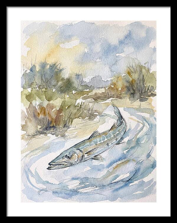 Barracuda Swimming In Serenity