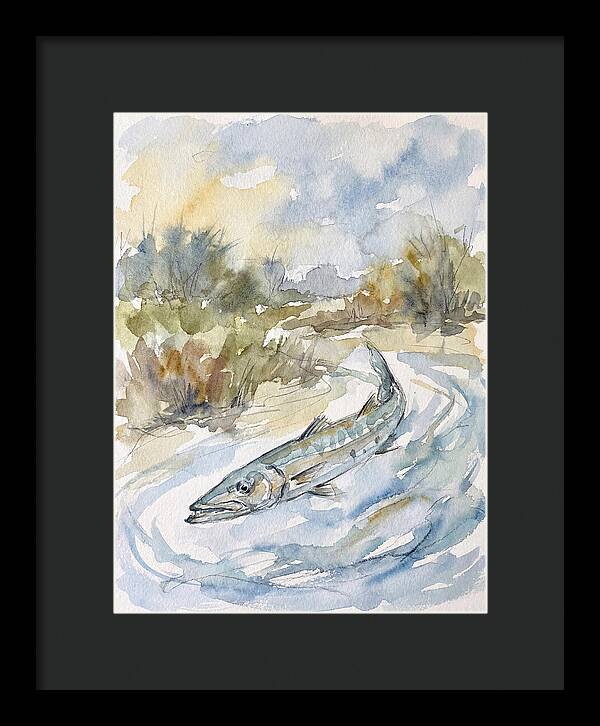Barracuda Swimming In Serenity